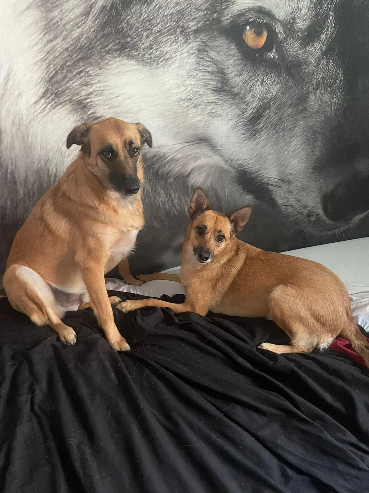 Kisha, female 3yo Mixed Breed for adoption at Vergessene Pfoten e.V., Wangelau