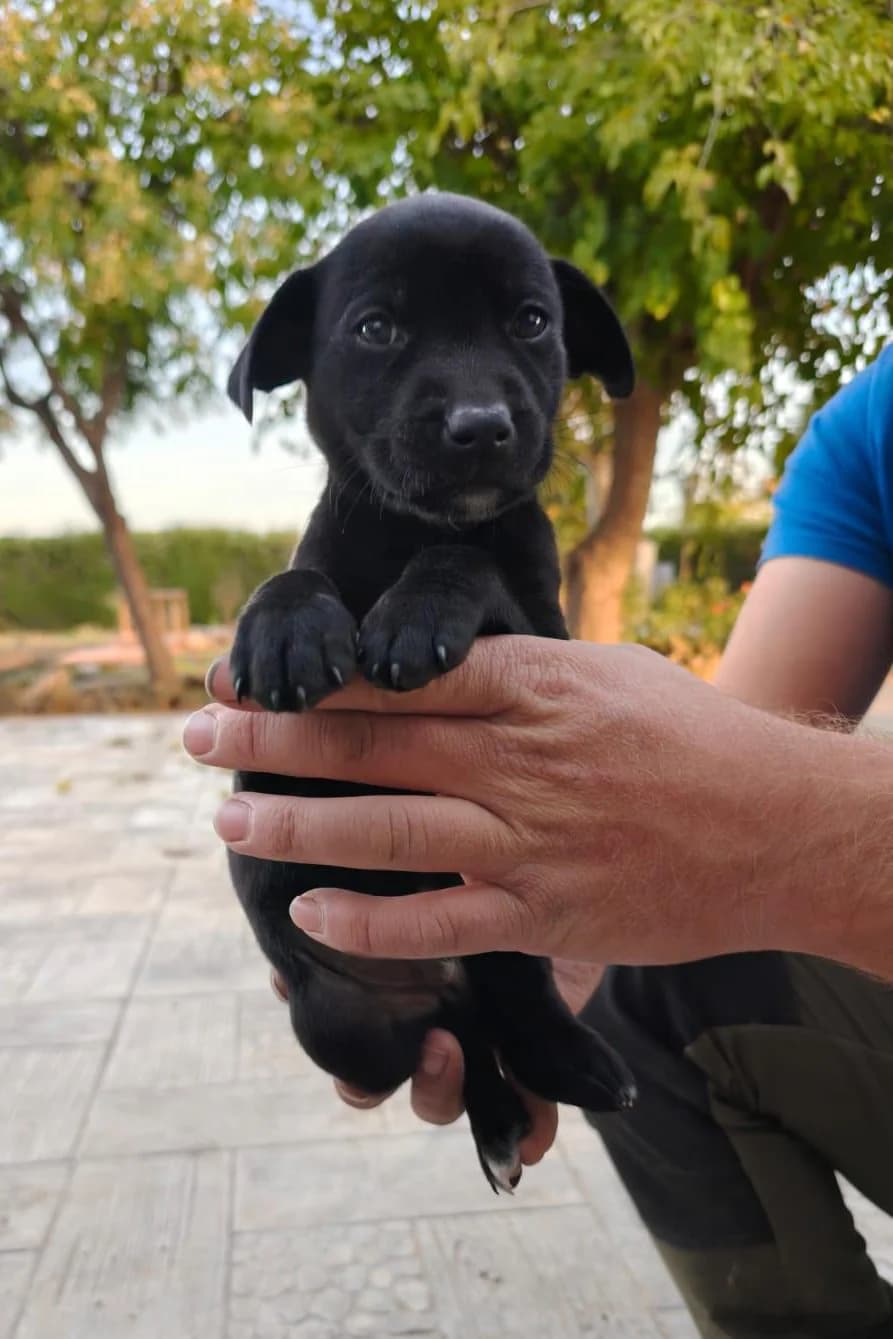 Blacky, male puppy Mixed Breed for adoption at Vergessene Pfoten e.V., Wangelau