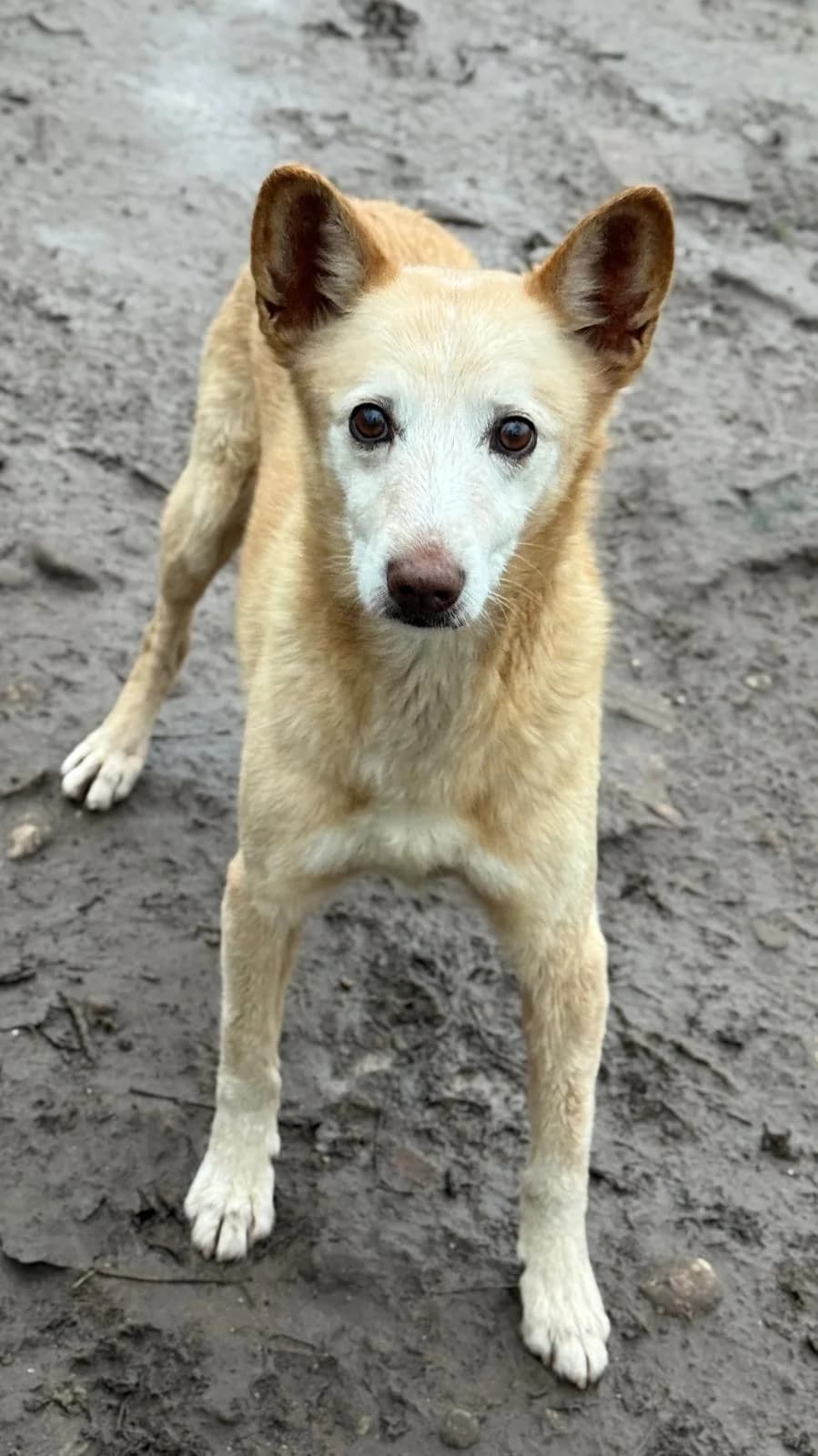 Rocky, male 7yo Podenco for adoption at Vergessene Pfoten e.V., Wangelau