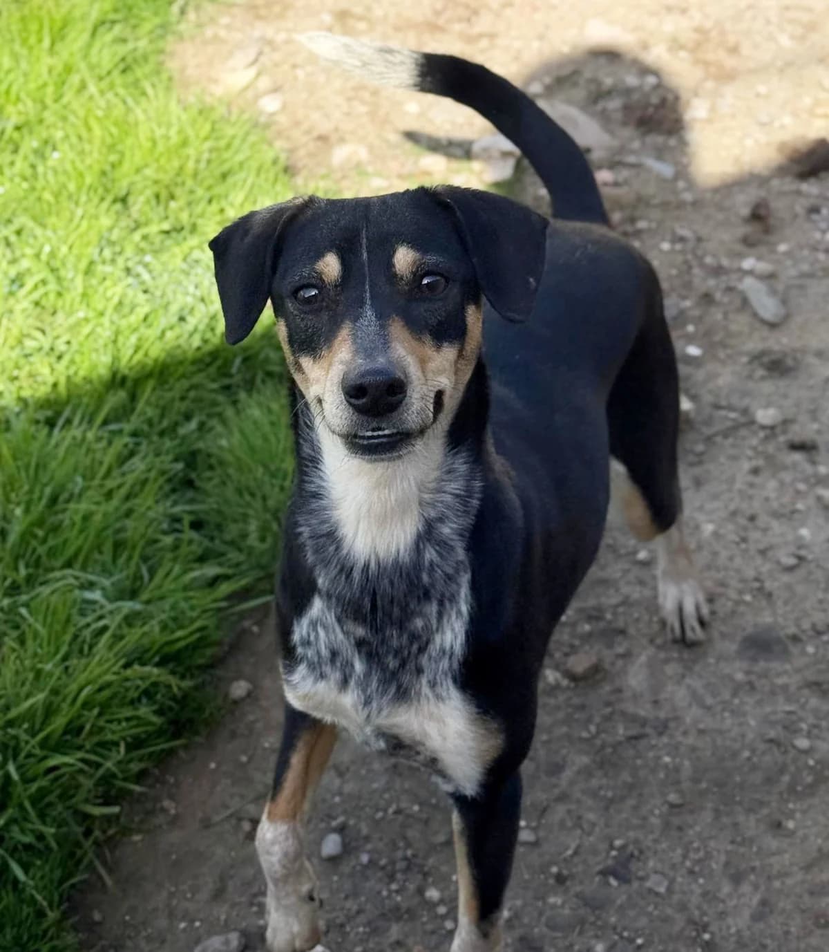 Demi, female 4yo Mixed Breed for adoption at Vergessene Pfoten e.V., Wangelau