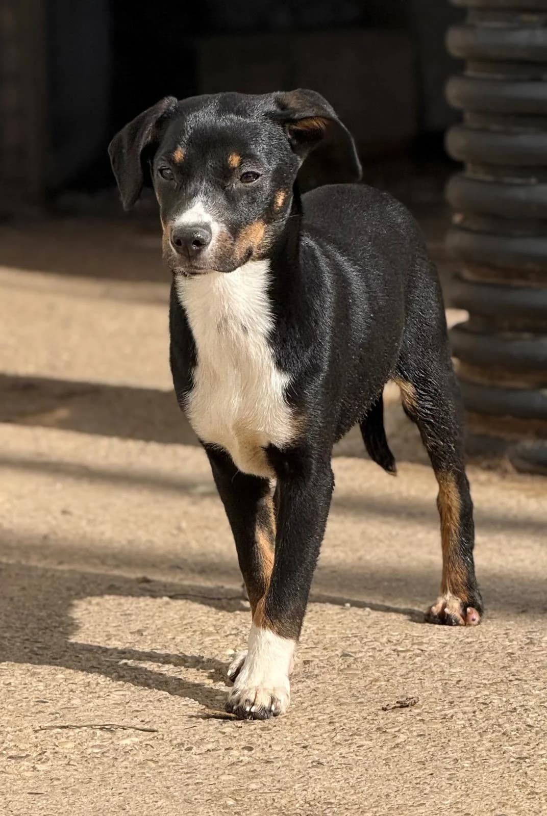 Dora, female puppy Mixed Breed for adoption at Vergessene Pfoten e.V., Wangelau