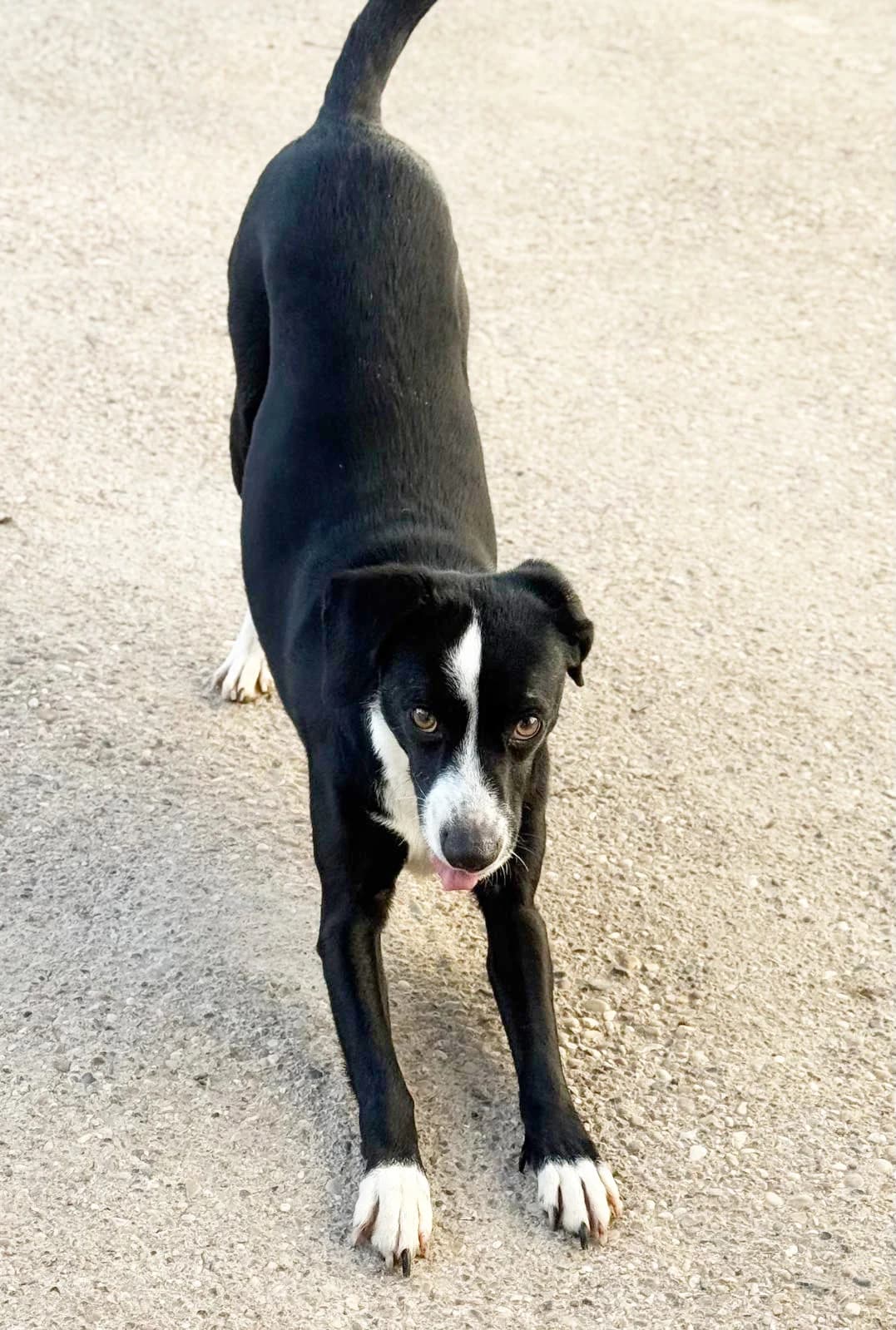 Cami, female 4yo Mixed Breed for adoption at Vergessene Pfoten e.V., Wangelau