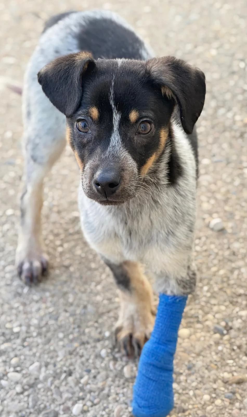 Hoppy, male puppy Mixed Breed for adoption at Vergessene Pfoten e.V., Wangelau