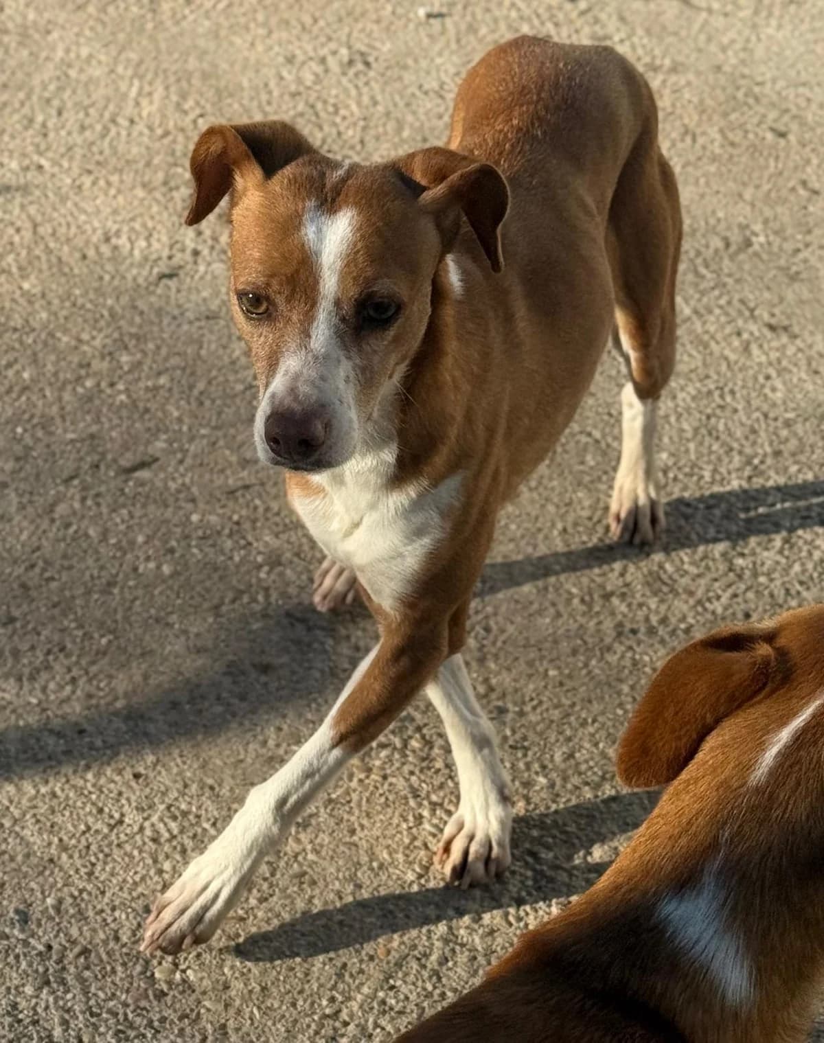 Penelope, female 6yo Podenco for adoption at Vergessene Pfoten e.V., Wangelau