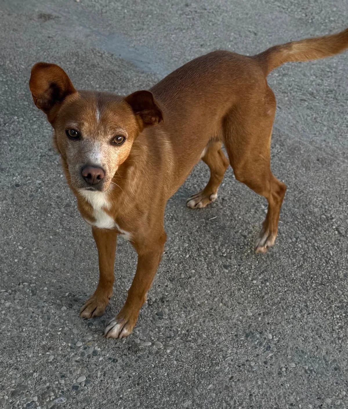 Ulises, male 6yo Podenco for adoption at Vergessene Pfoten e.V., Wangelau