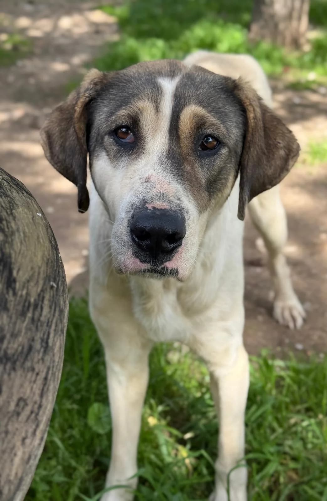 Moana, female 5yo Mixed Breed for adoption at Vergessene Pfoten e.V., Wangelau