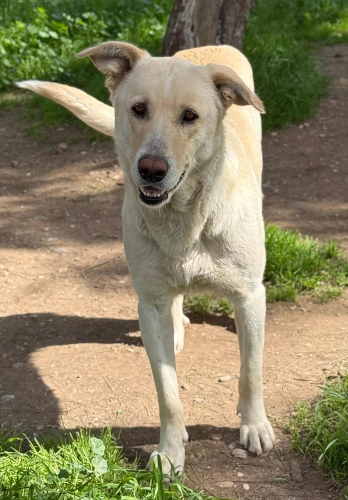 Naomi, female 3yo Mixed Breed for adoption at Vergessene Pfoten e.V., Wangelau