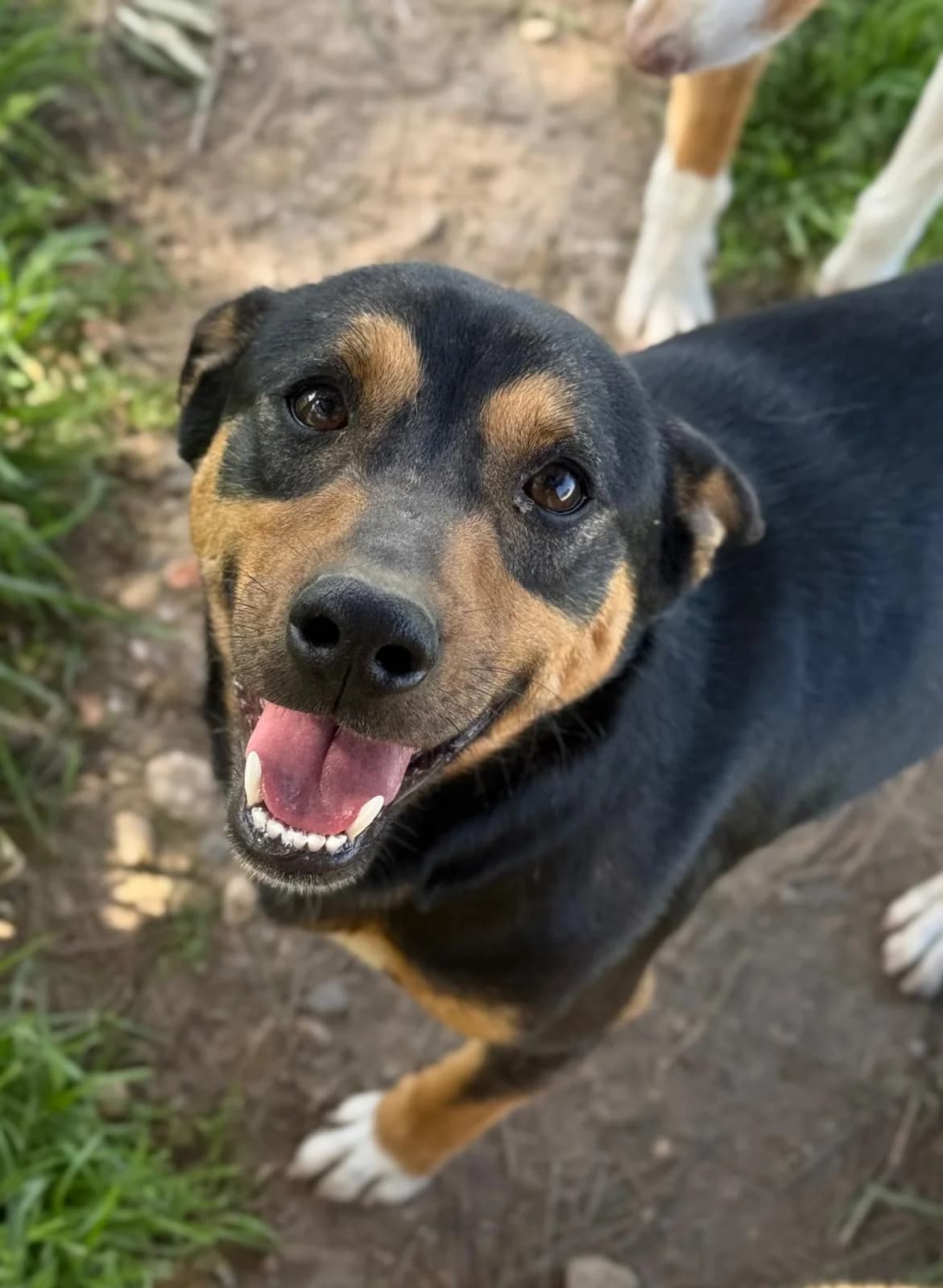 Boti, male young Mixed Breed for adoption at Vergessene Pfoten e.V., Wangelau