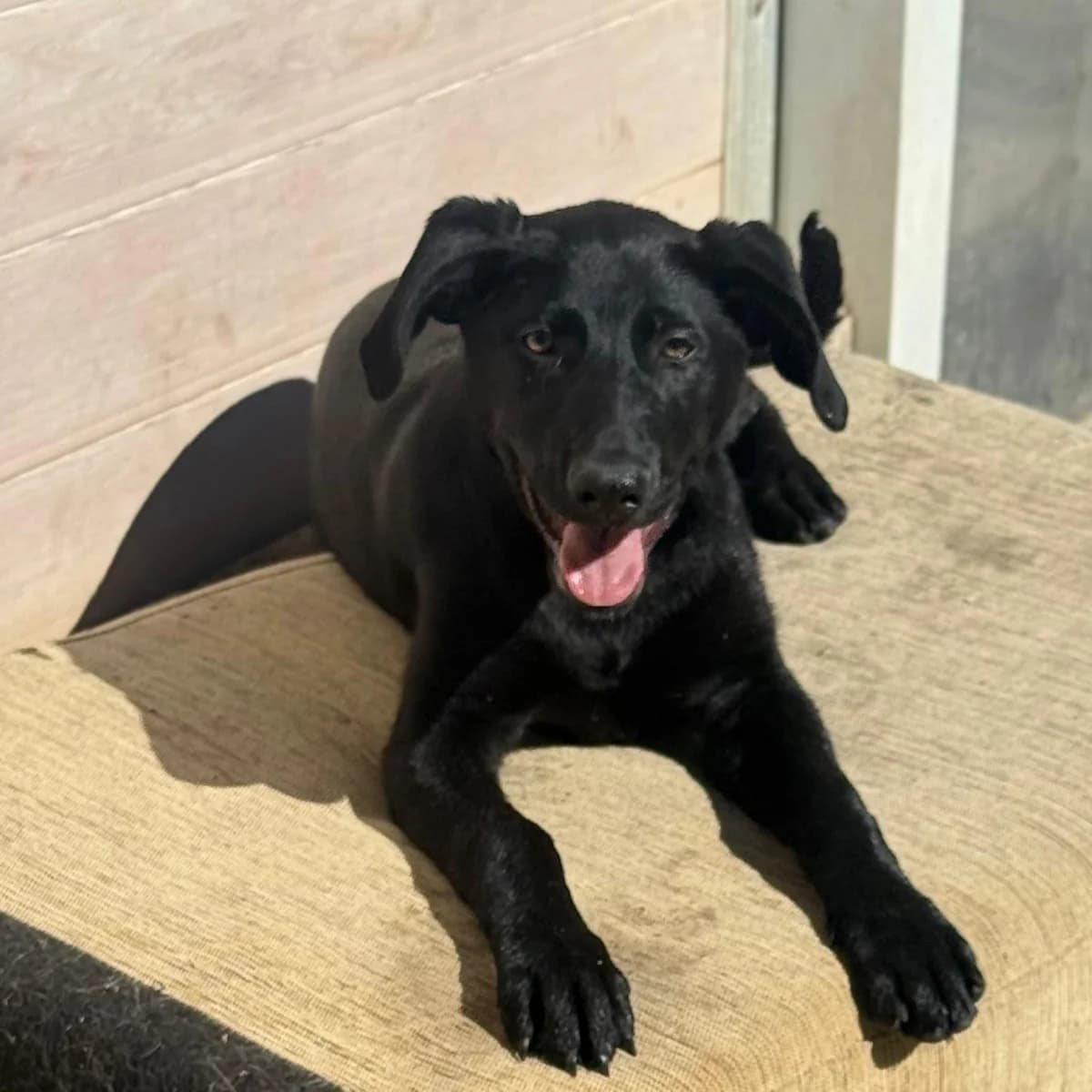 Blondie, female puppy Mixed Breed for adoption at Vergessene Pfoten e.V., Wangelau