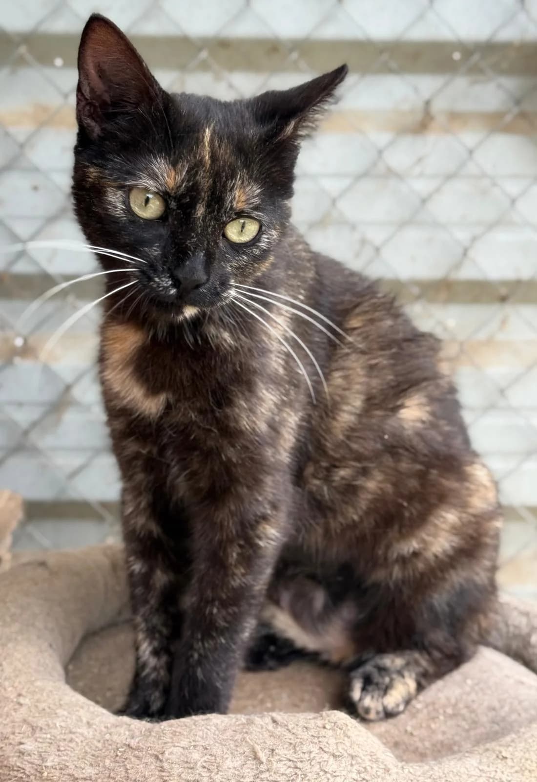 Cayena, female young European Shorthair for adoption at Vergessene Pfoten e.V., Wangelau