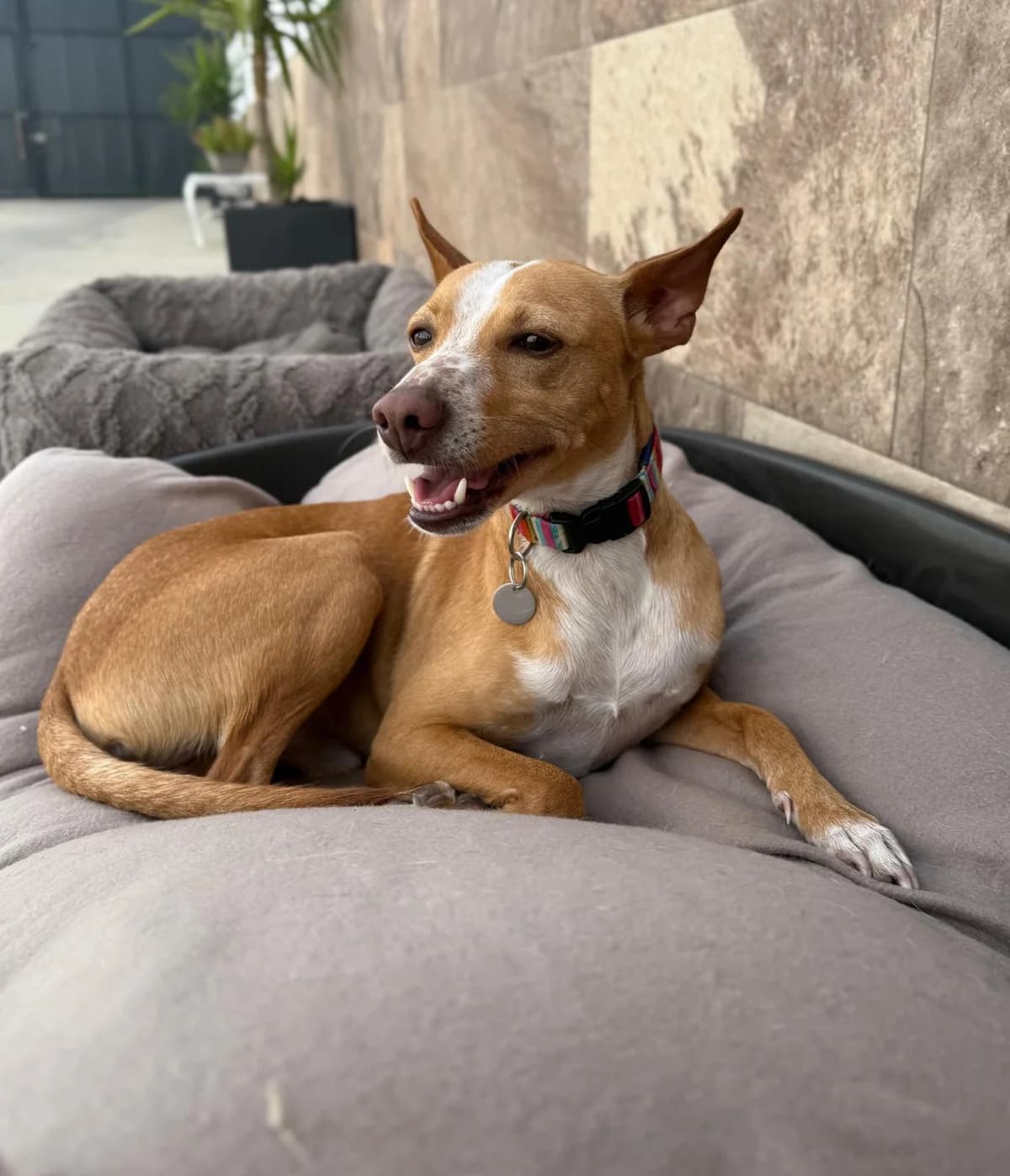 Yako, male 3yo Podenco for adoption at Vergessene Pfoten e.V., Wangelau