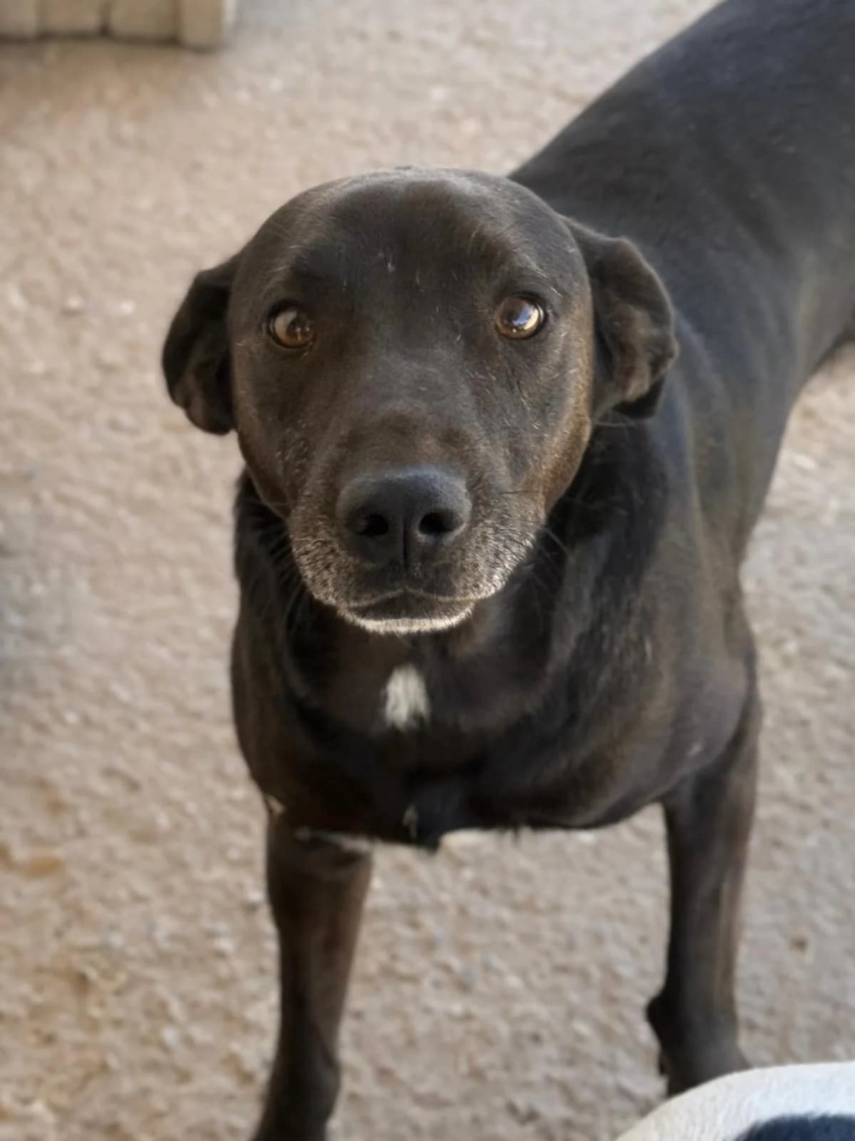 Moro, male 4yo Mixed Breed for adoption at Vergessene Pfoten e.V., Wangelau
