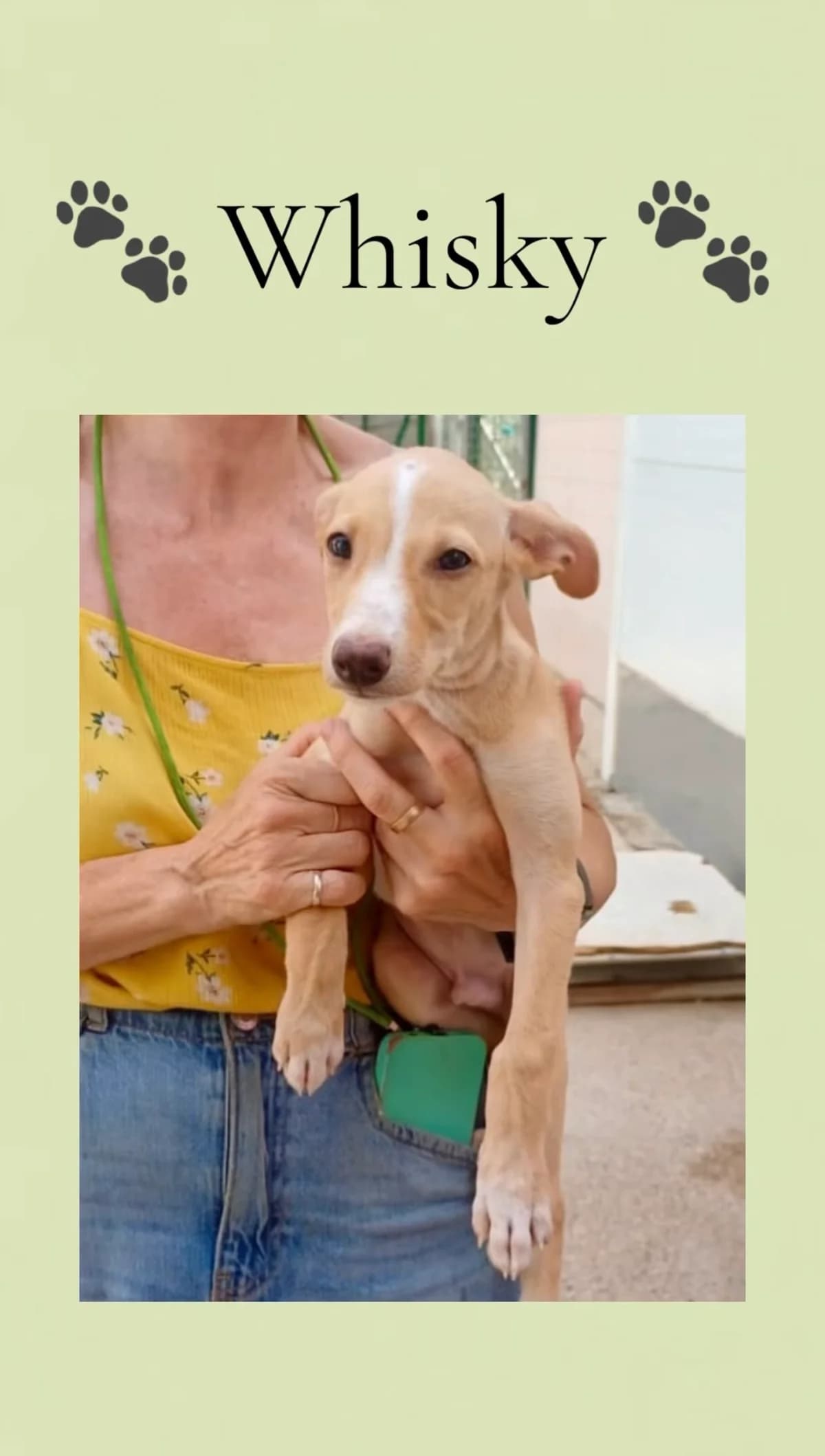 Whisky, male puppy Galgo Español for adoption at Vergessene Pfoten e.V., Wangelau
