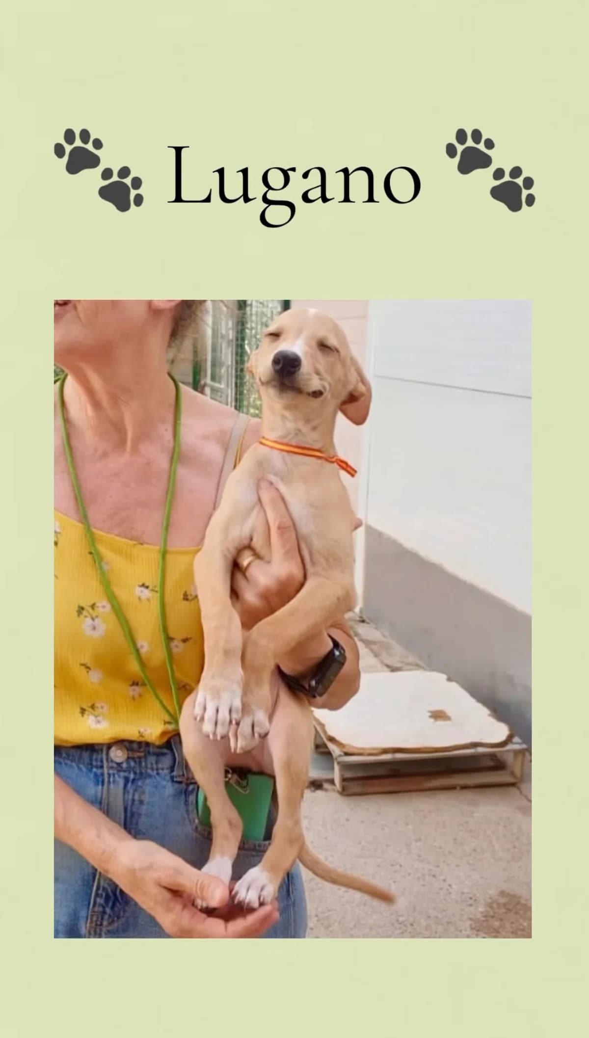Lugano, male puppy Galgo Español for adoption at Vergessene Pfoten e.V., Wangelau
