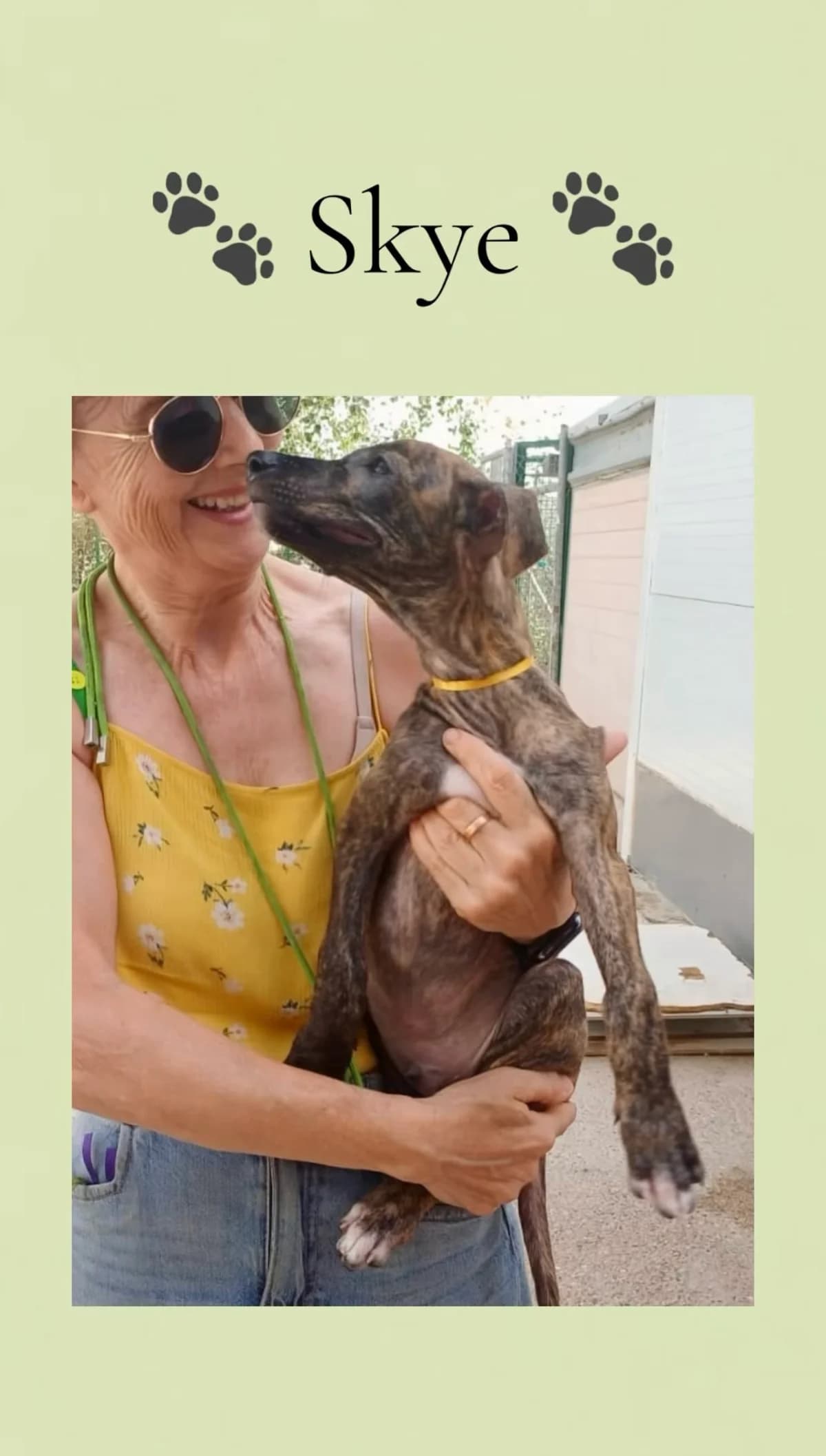 Skye, male puppy Galgo Español for adoption at Vergessene Pfoten e.V., Wangelau