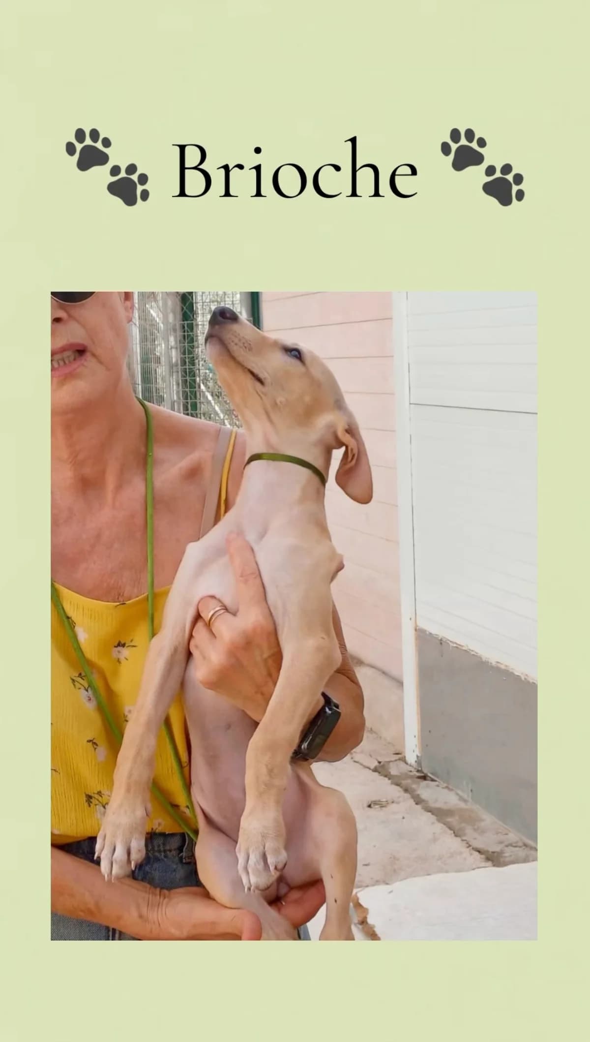 Brioche, male puppy Galgo Español for adoption at Vergessene Pfoten e.V., Wangelau