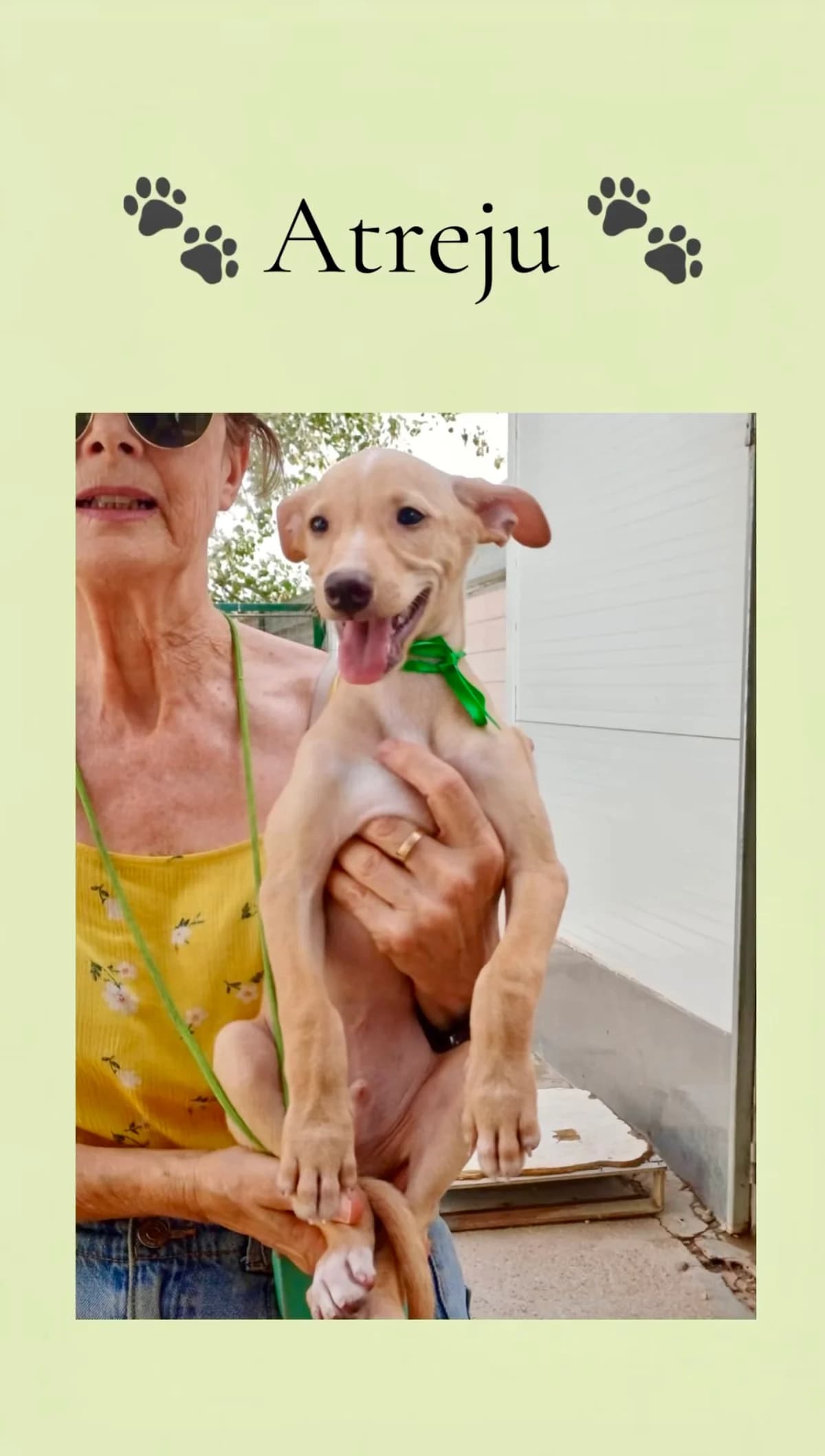 Atreju, male puppy Galgo Español for adoption at Vergessene Pfoten e.V., Wangelau