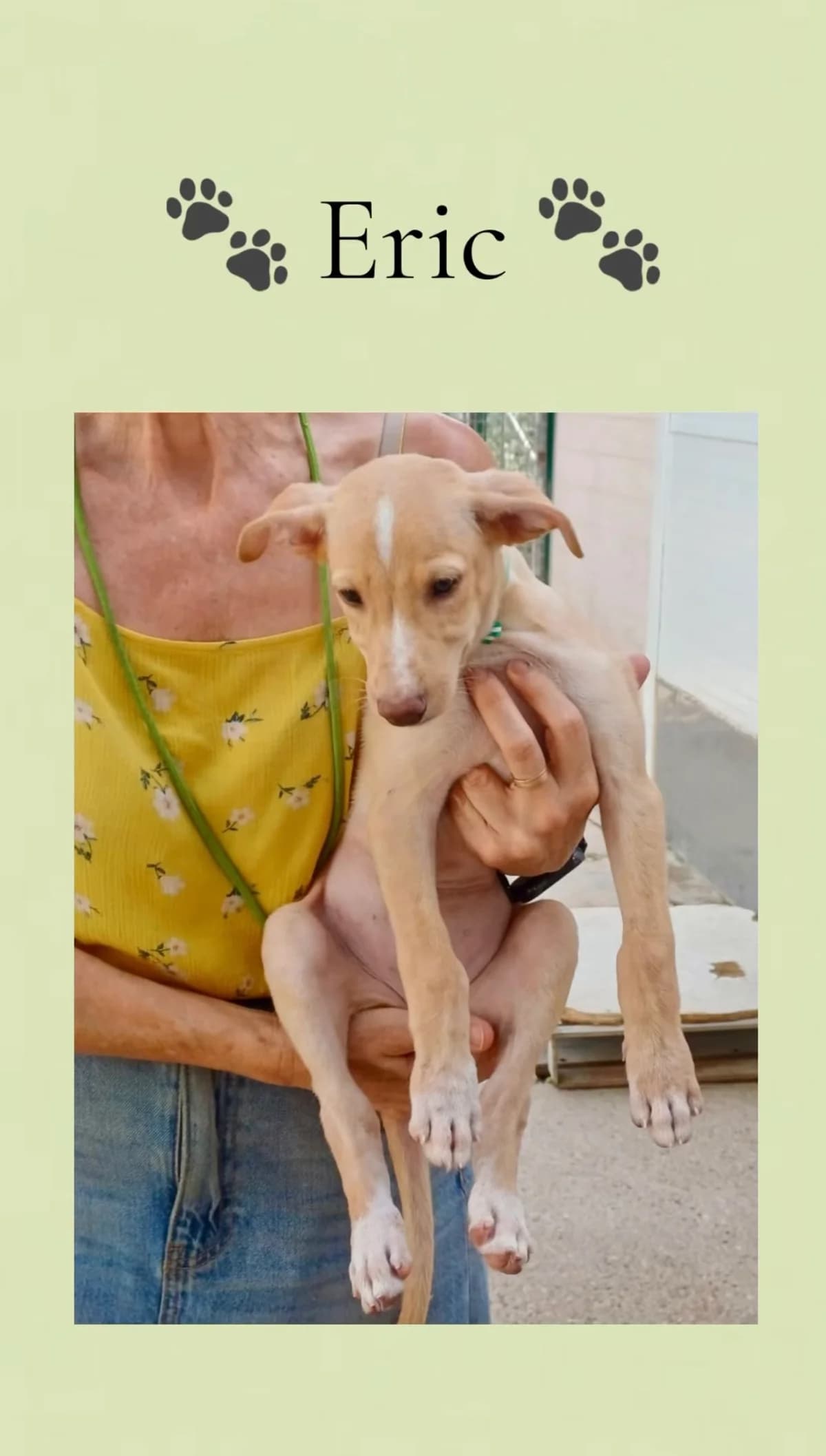 Eric, male puppy Galgo Español for adoption at Vergessene Pfoten e.V., Wangelau