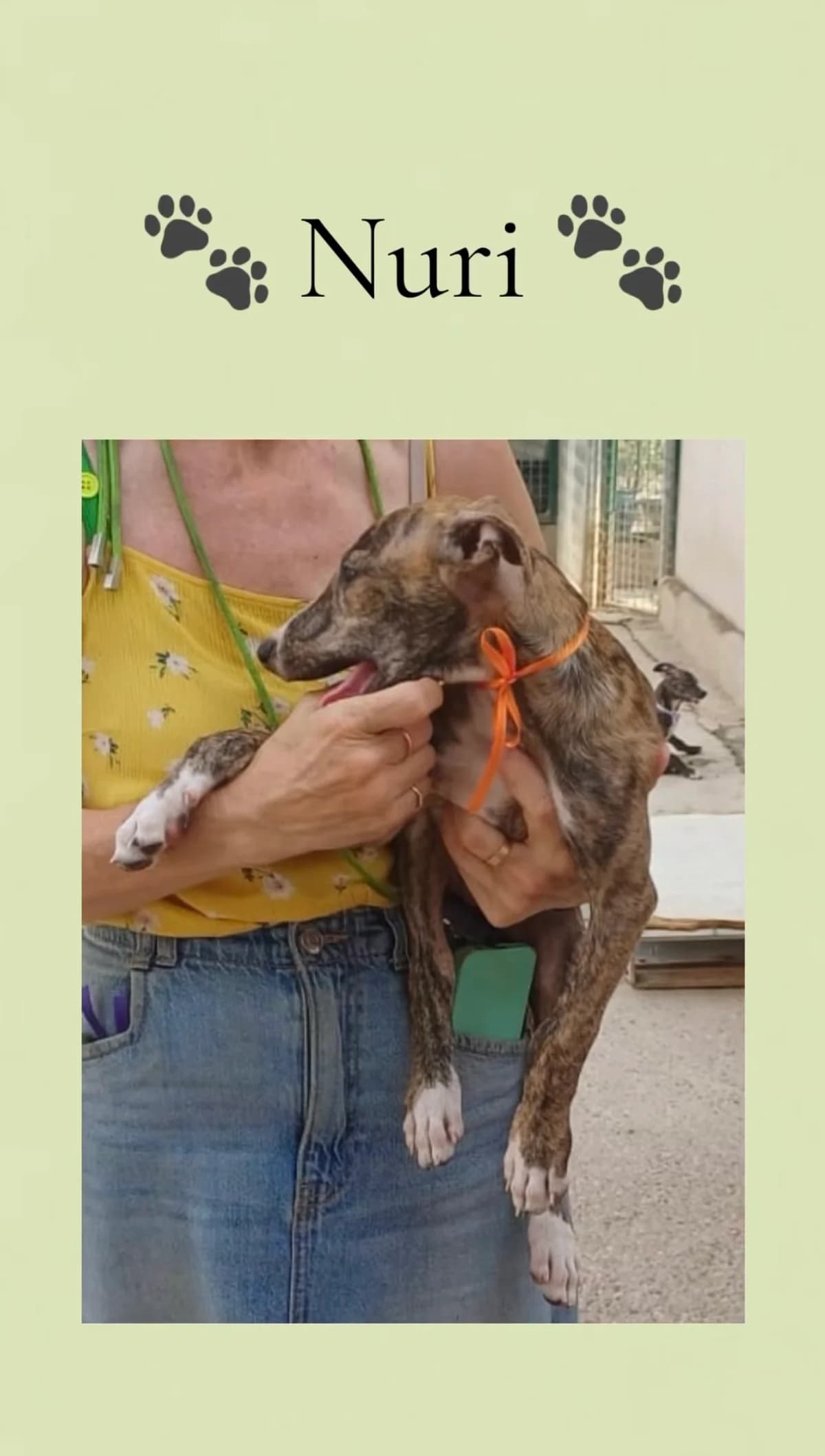 Nuri, female puppy Galgo Español for adoption at Vergessene Pfoten e.V., Wangelau