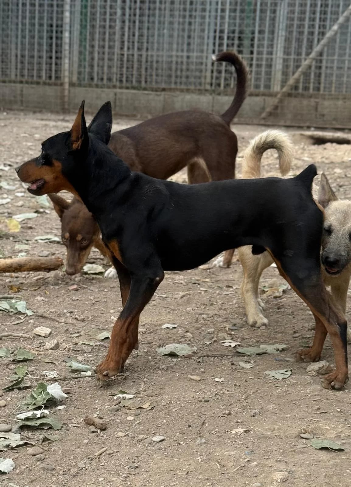 Canuto, male young mixed breed for adoption at Vergessene Pfoten e.V., Wangelau