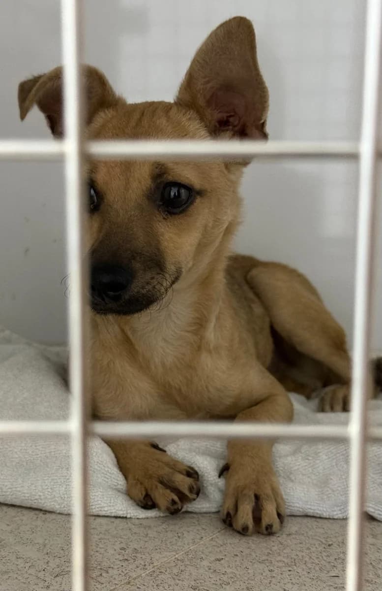 Valentin, male puppy Mixed Breed for adoption at Vergessene Pfoten e.V., Wangelau