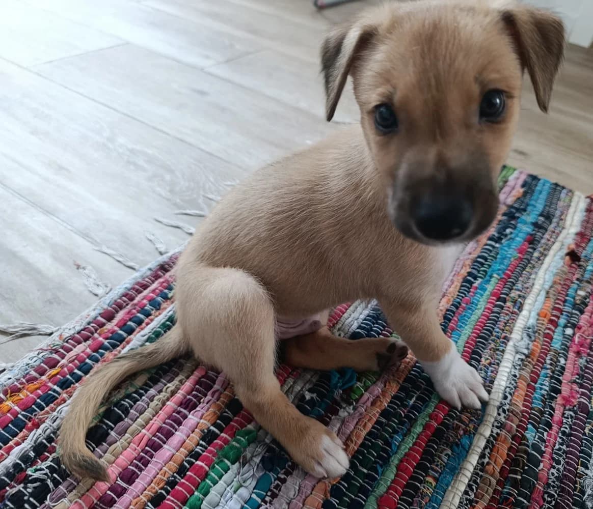 Orion, male puppy Mixed Breed for adoption at Vergessene Pfoten e.V., Wangelau