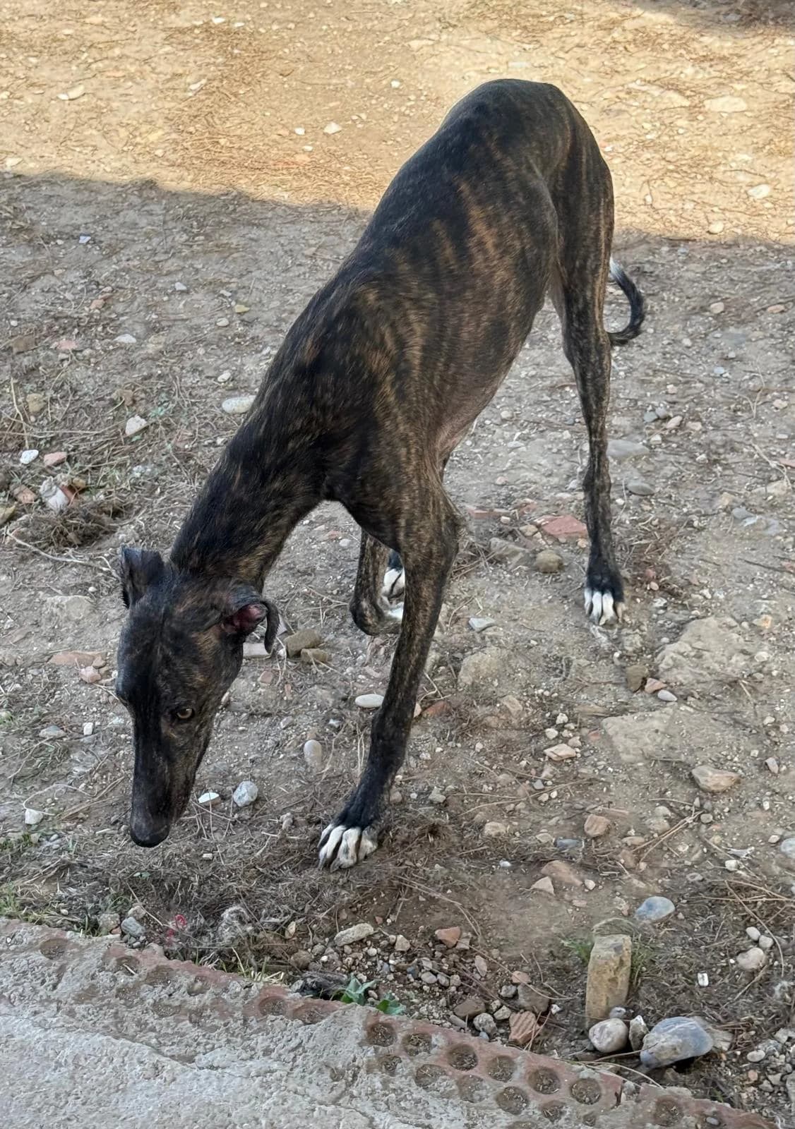 Duffy, male puppy Galgo Español for adoption at Vergessene Pfoten e.V., Wangelau