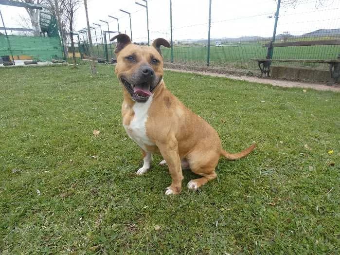 Animal 3503, male senior Mixed Breed for adoption at Centro de Protección Animal - Ayuntamiento de Vitoria-Gasteiz
