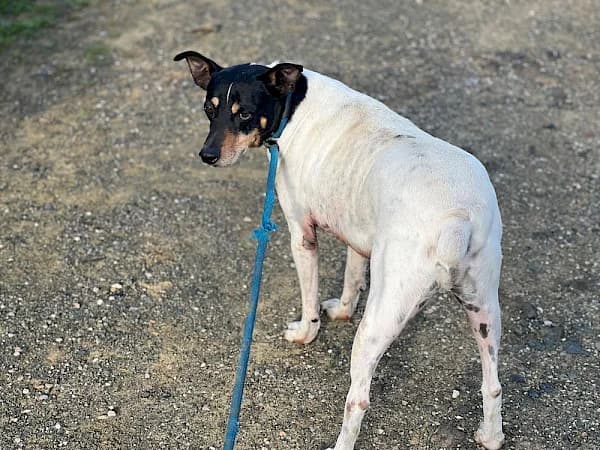 Pudding, male 7yo mixed breed for adoption at ADANA Costa del Sol, Estepona