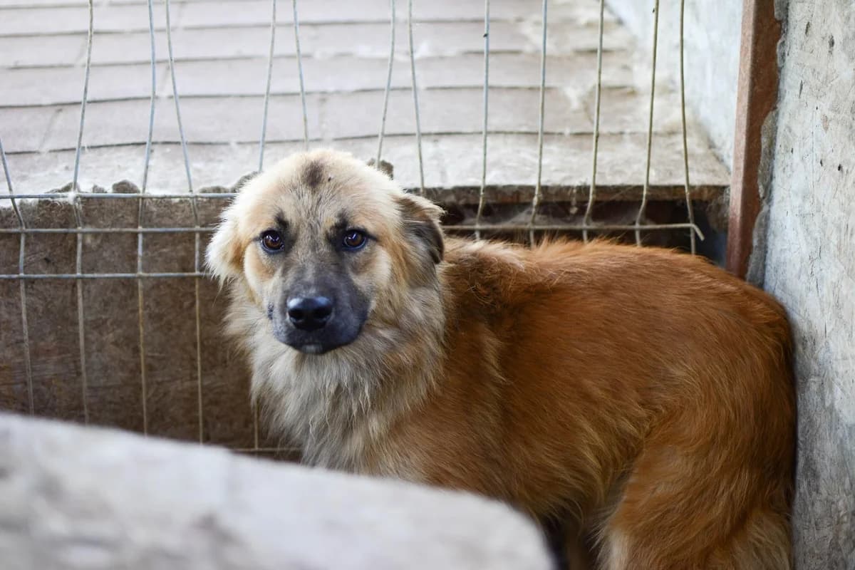 Aapo, Mixed Breed for adoption at Embla Rescue, Helsinki