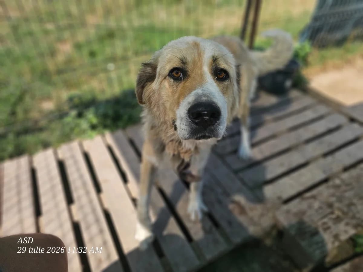 Akira, Mixed Breed for adoption at Embla Rescue, Helsinki