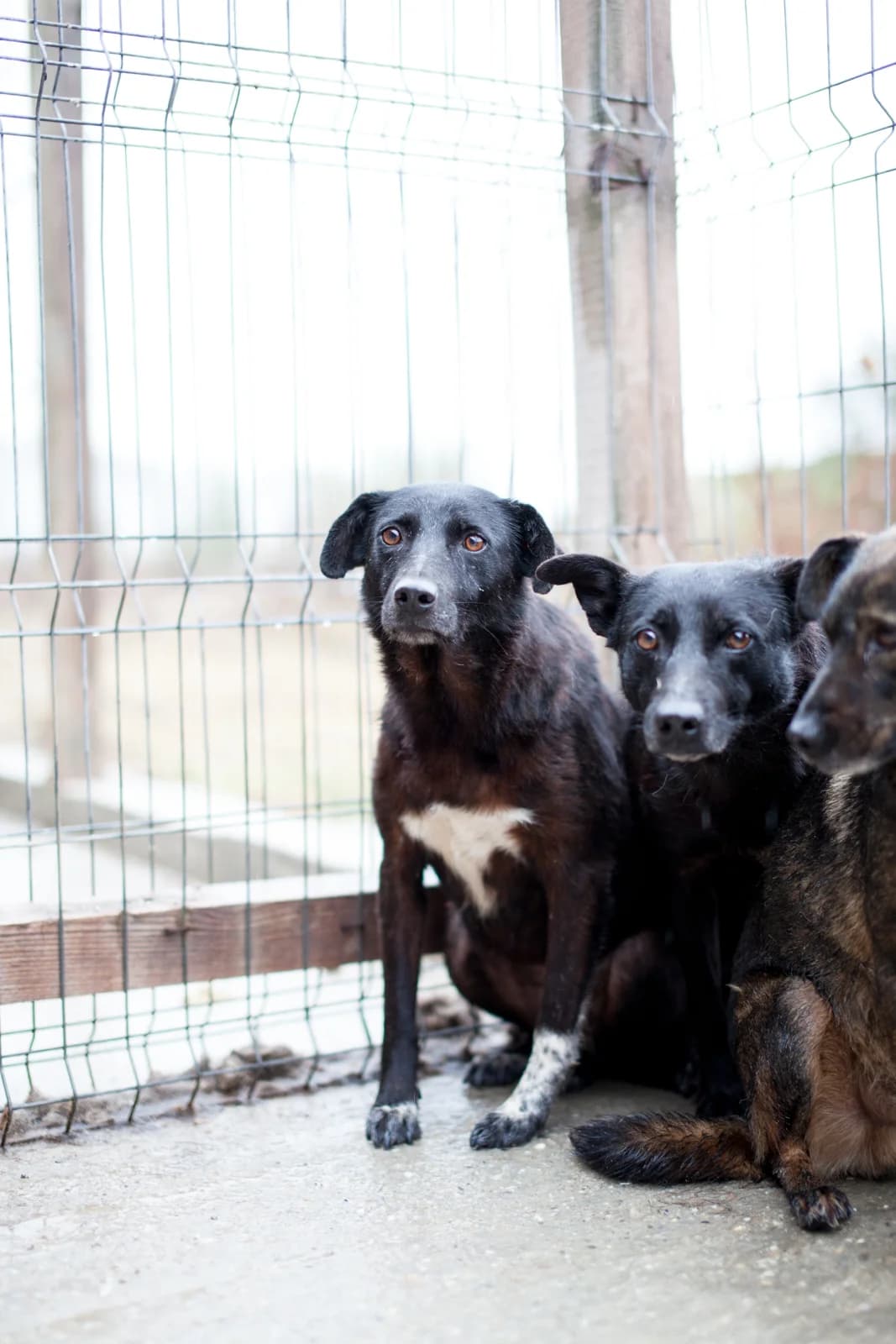 Alani, Mixed Breed for adoption at Embla Rescue, Helsinki