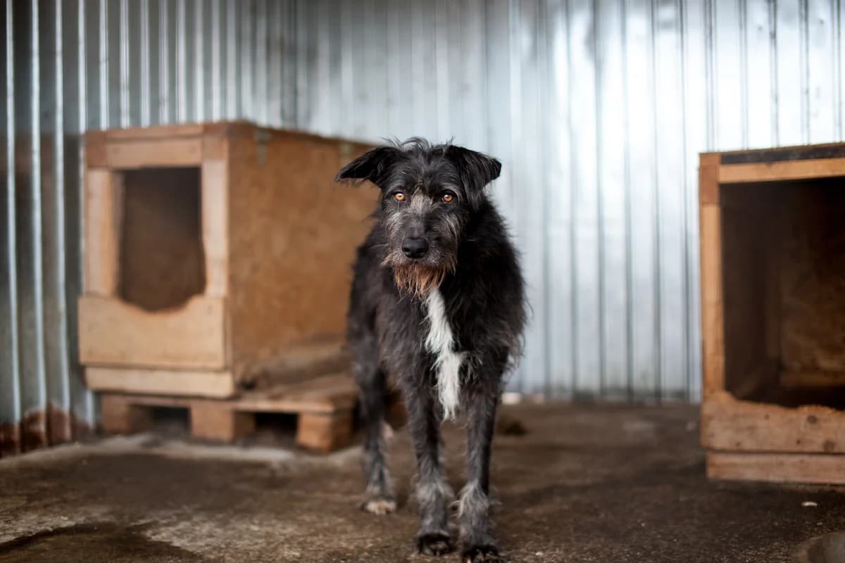 Anton, Mixed Breed for adoption at Embla Rescue, Helsinki
