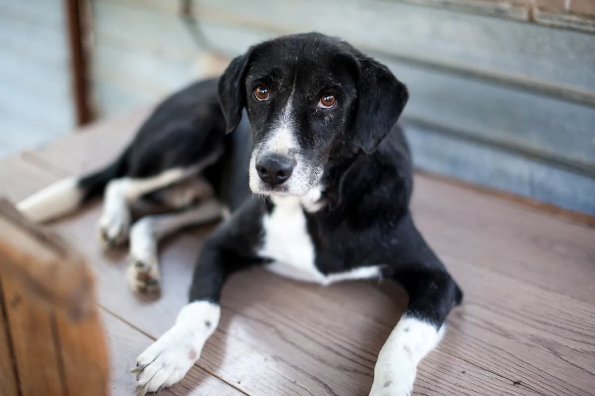 Batman, Mixed Breed for adoption at Embla Rescue, Helsinki