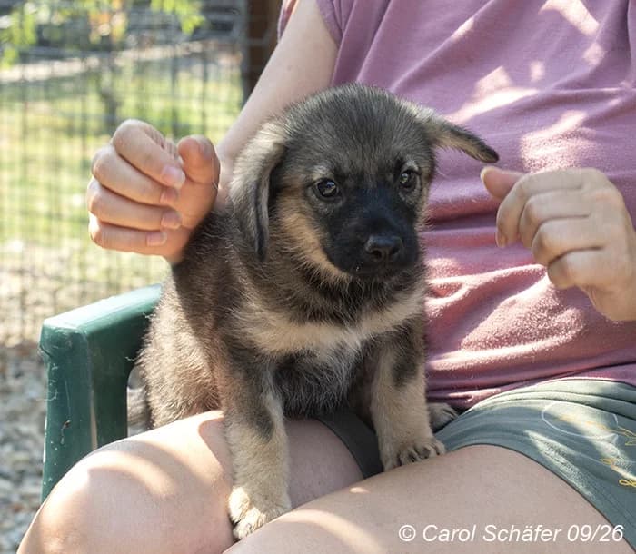Correy, male Mixed Breed for adoption at Embla Rescue, Helsinki