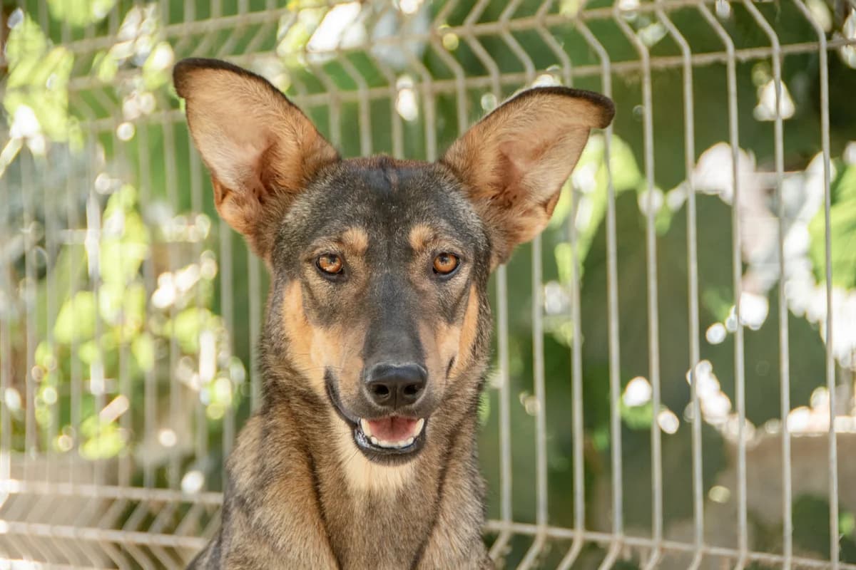 Doris, Mixed Breed for adoption at Embla Rescue, Helsinki