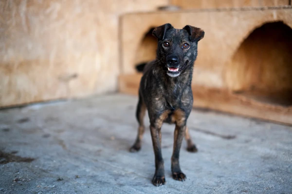Dumle, Mixed Breed for adoption at Embla Rescue, Helsinki