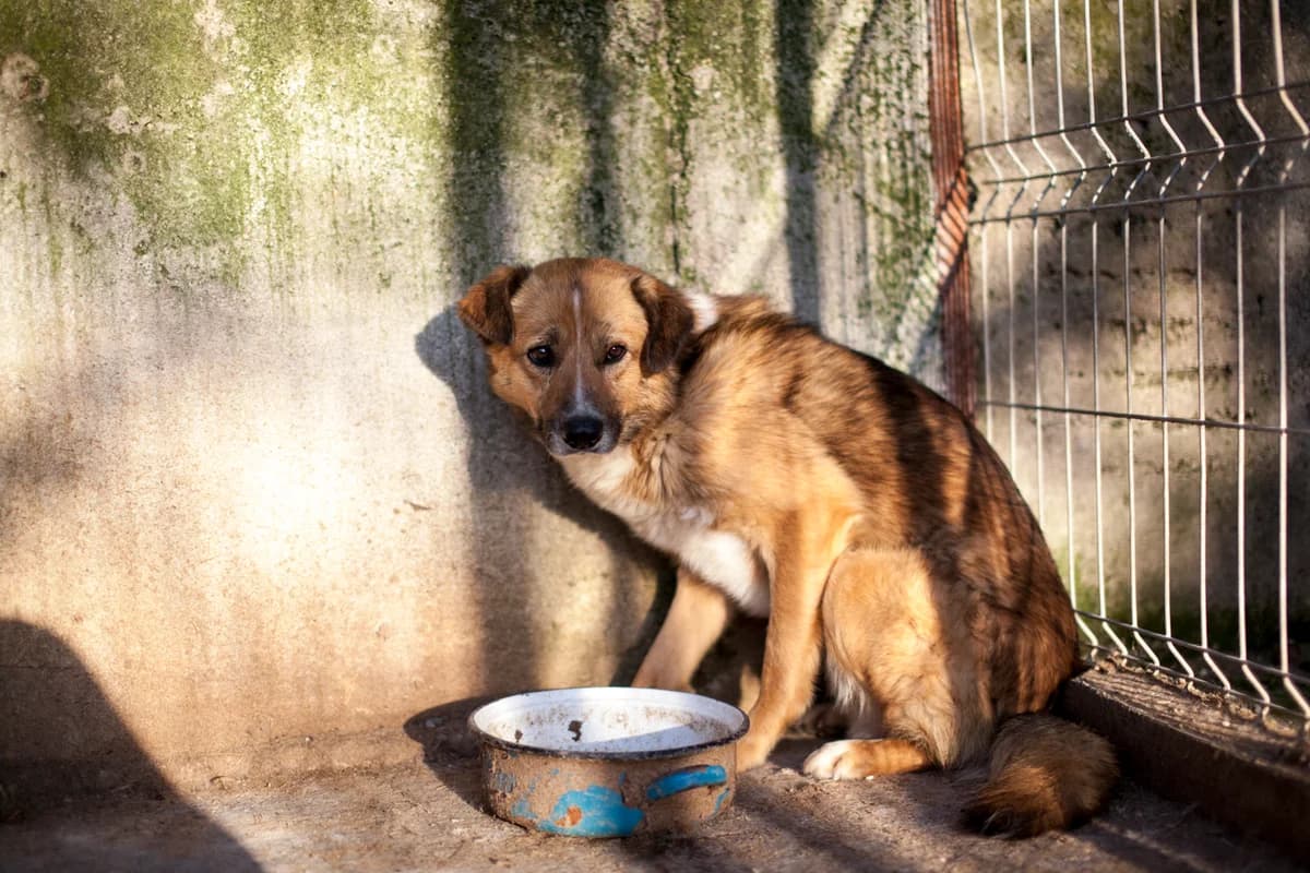 Dylan, Mixed Breed for adoption at Embla Rescue, Helsinki
