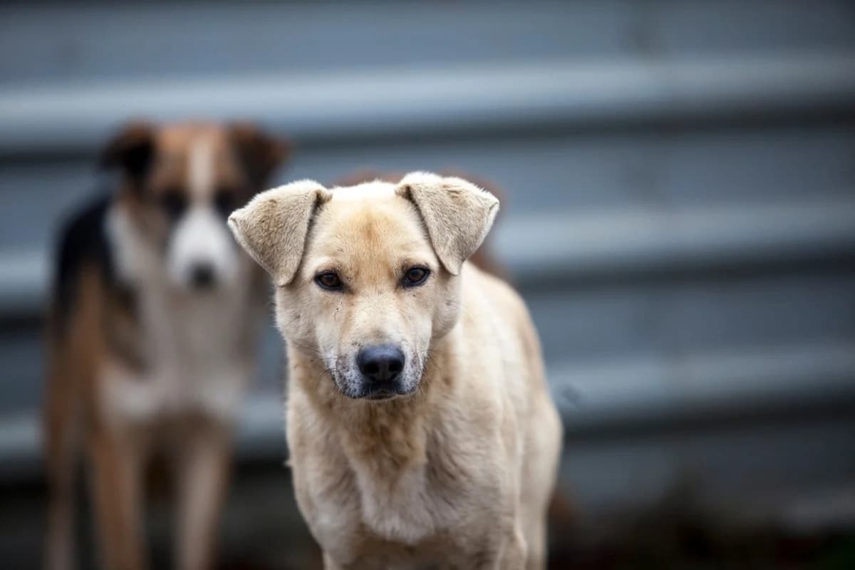 Elliot, male Mixed Breed for adoption at Embla Rescue, Helsinki