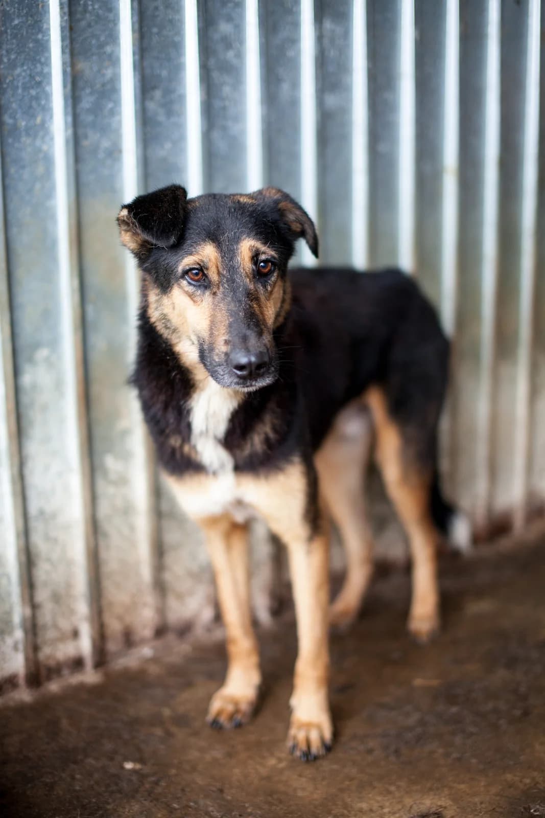 Evian, Mixed Breed for adoption at Embla Rescue, Helsinki