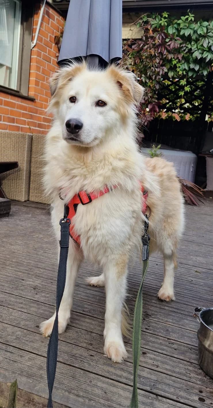 Halla, puppy Husky for adoption at Embla Rescue, Helsinki