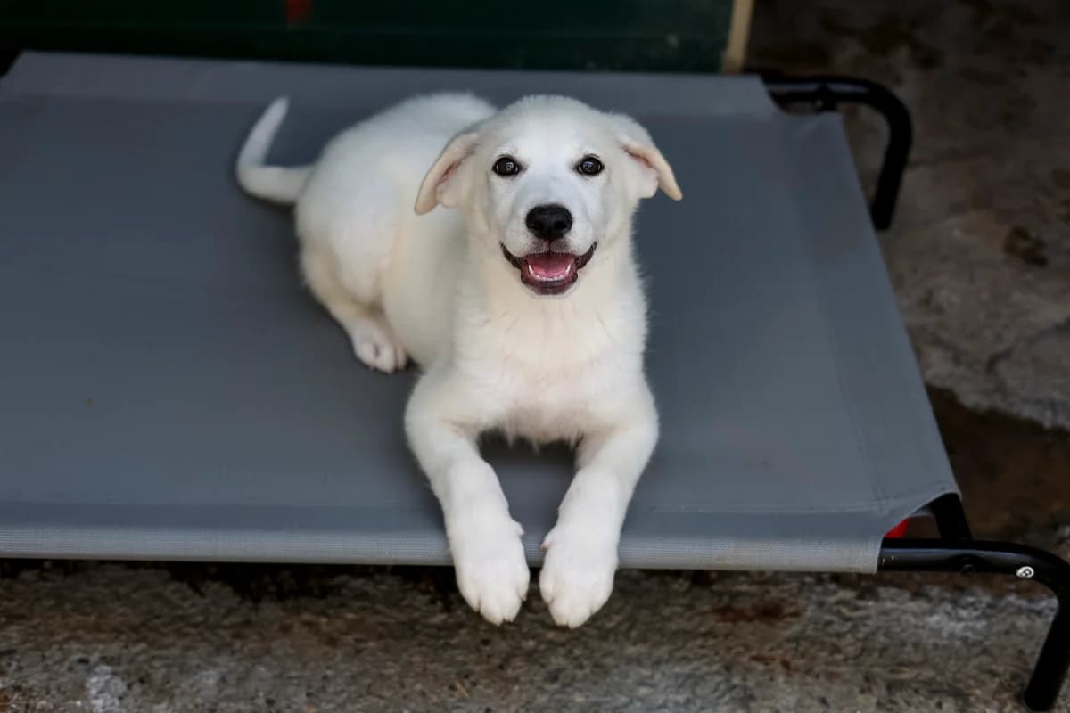 Haribo, male puppy Mixed Breed for adoption at Embla Rescue, Helsinki