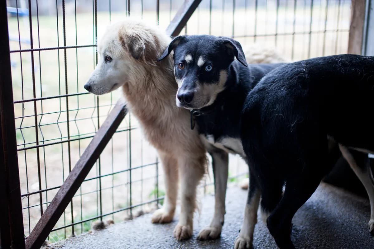 Hile, Husky for adoption at Embla Rescue, Helsinki