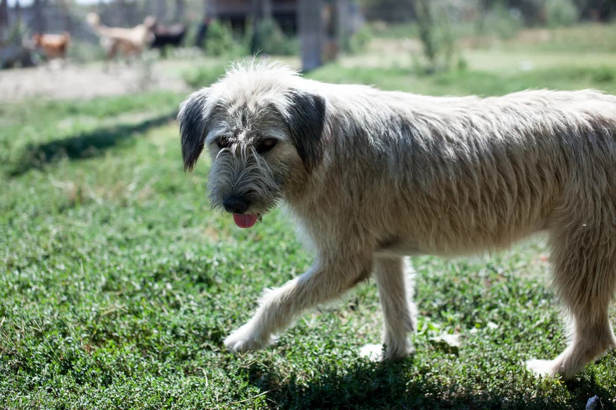 Inna, Mixed Breed for adoption at Embla Rescue, Helsinki
