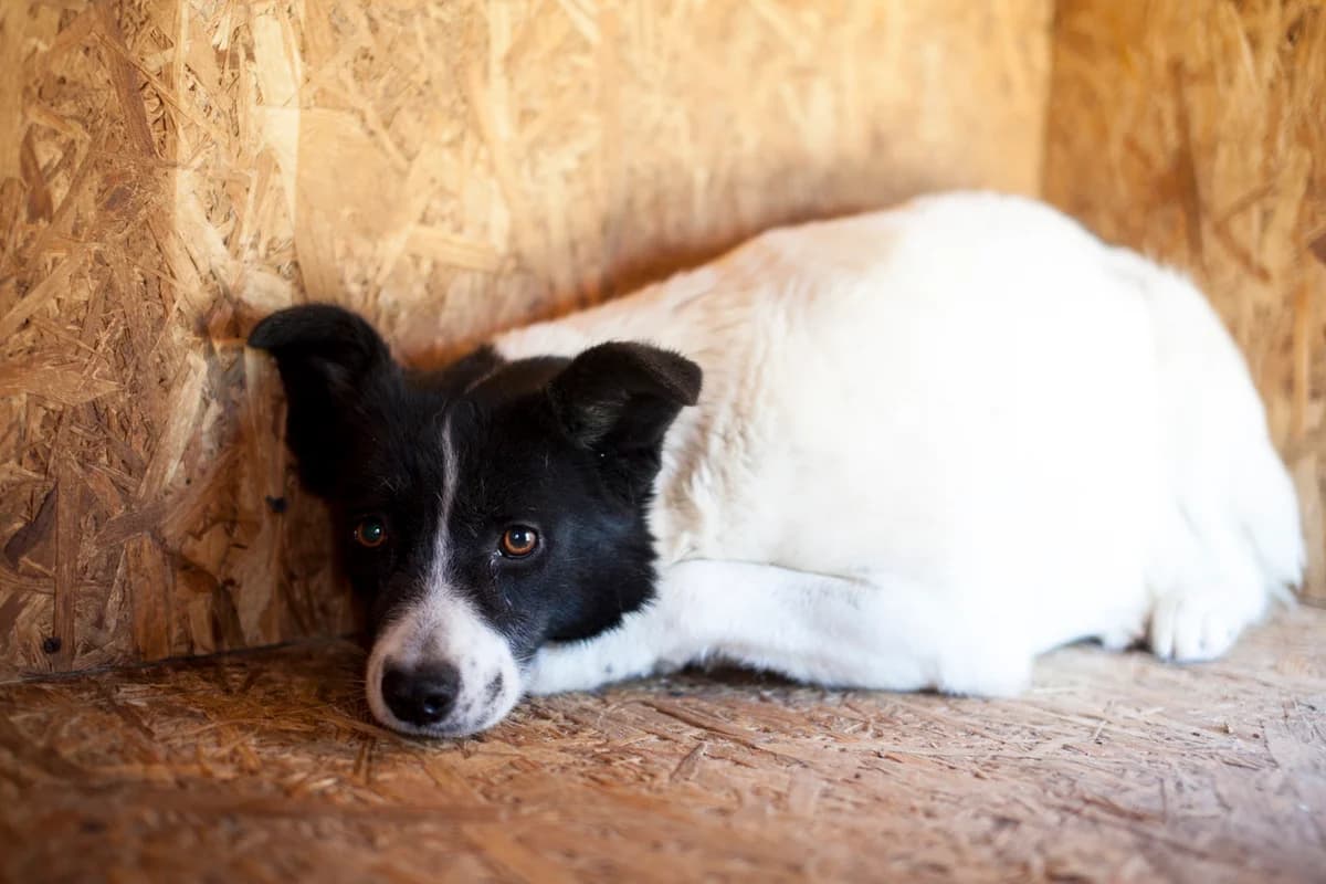 Jade, Mixed Breed for adoption at Embla Rescue, Helsinki