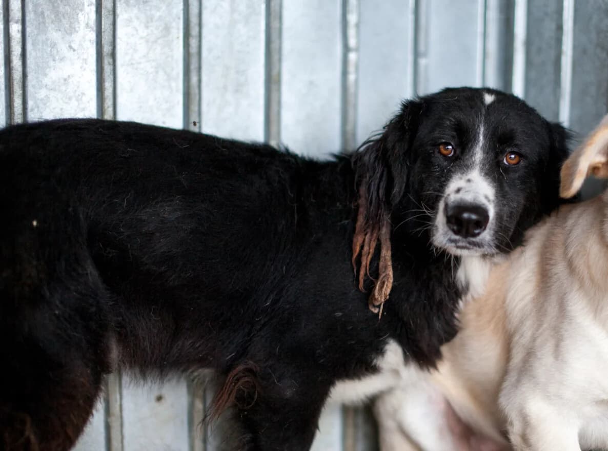 Jimi, Mixed Breed for adoption at Embla Rescue, Helsinki