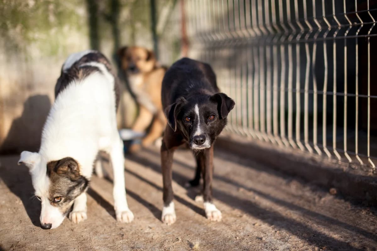 Jodie, Mixed Breed for adoption at Embla Rescue, Helsinki