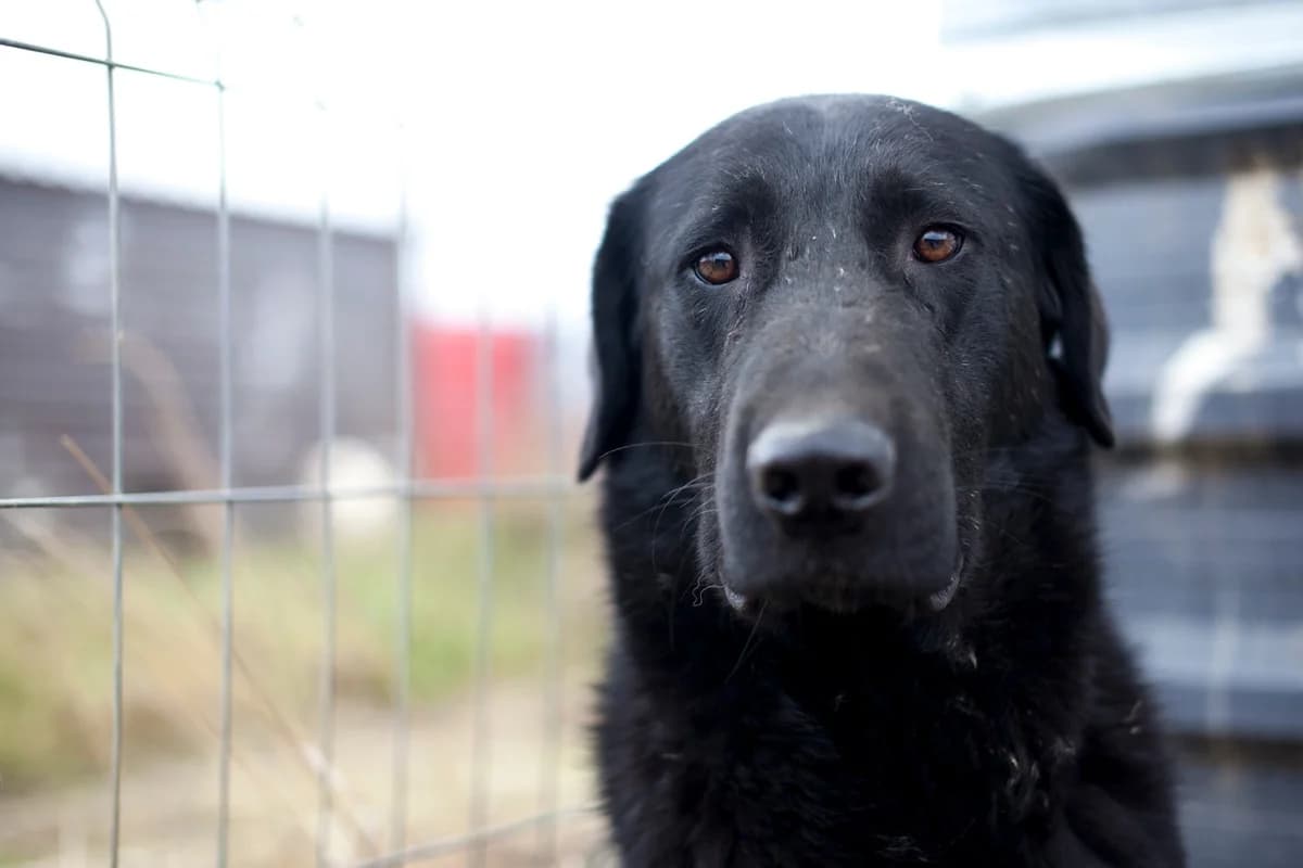 Juna, Mixed Breed for adoption at Embla Rescue, Helsinki