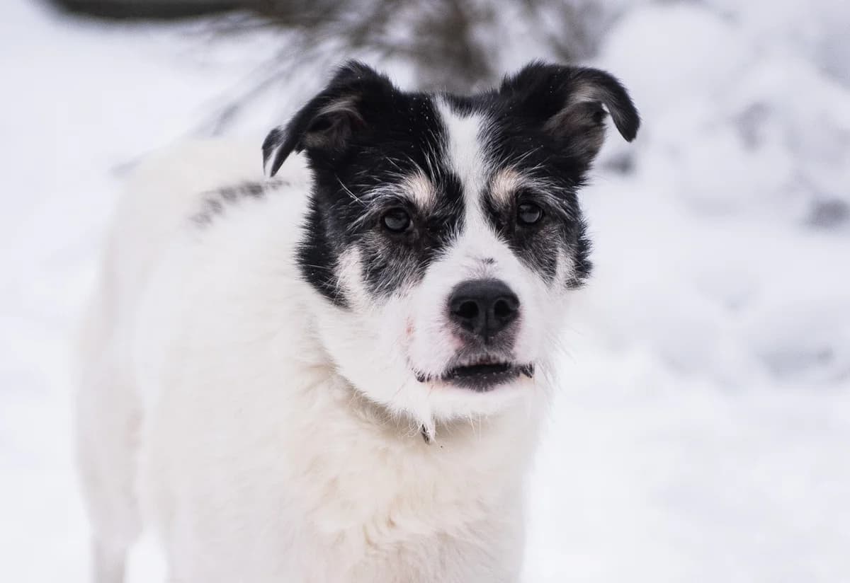 Kuura, male Mixed Breed for adoption at Embla Rescue, Helsinki