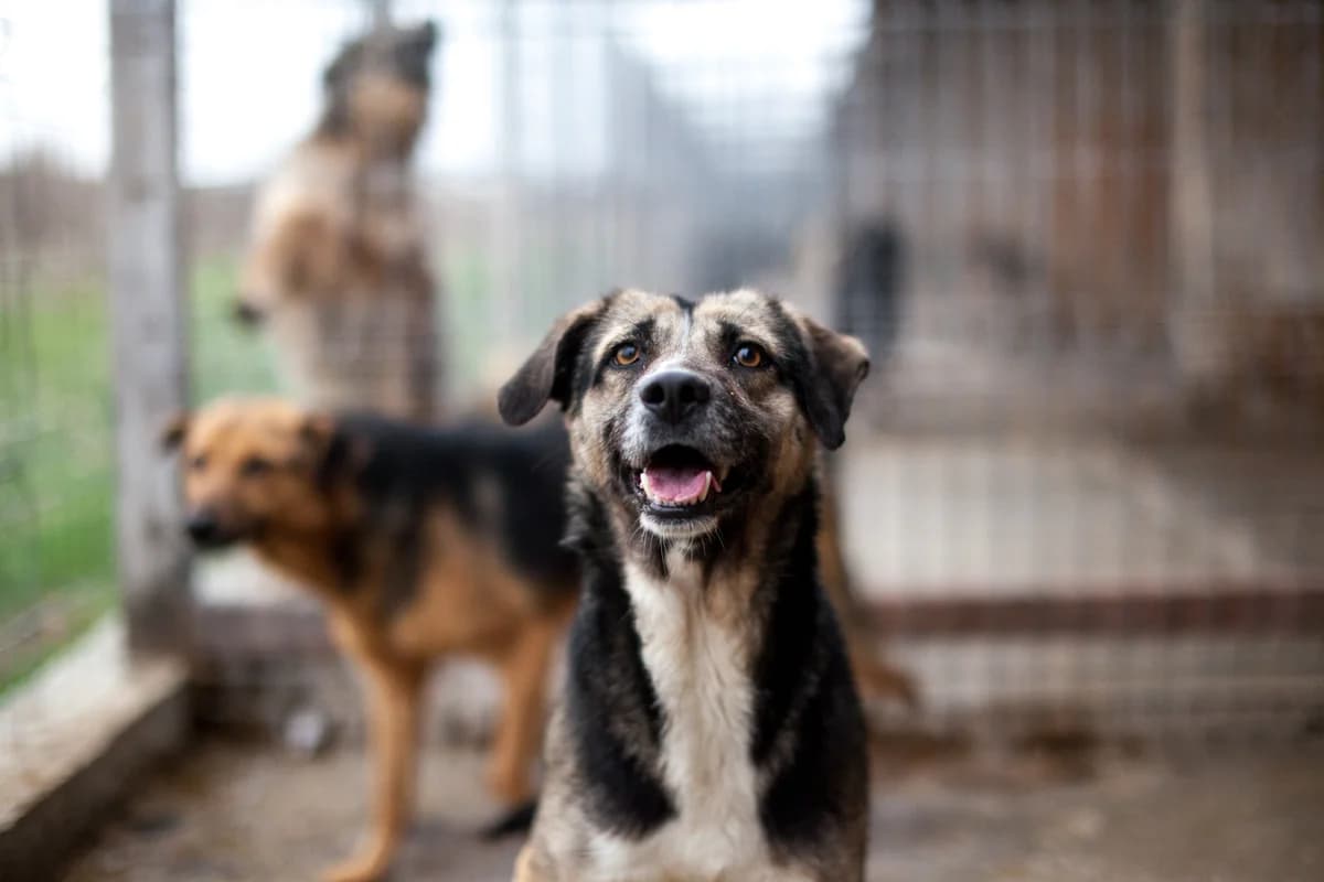 Ludovic, Mixed Breed for adoption at Embla Rescue, Helsinki